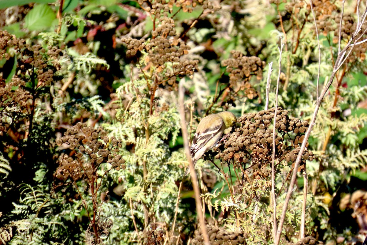 American Goldfinch - ML644370566