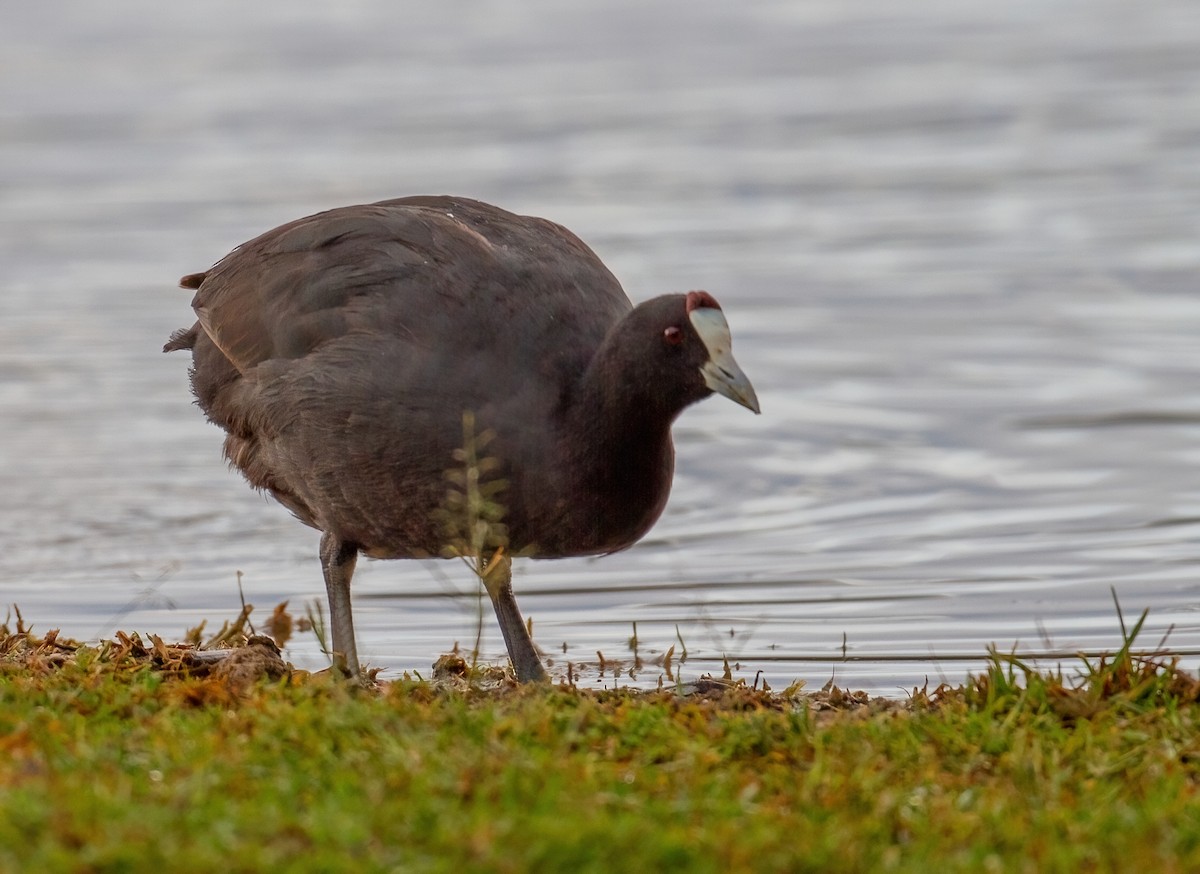 Red-knobbed Coot - ML644370572