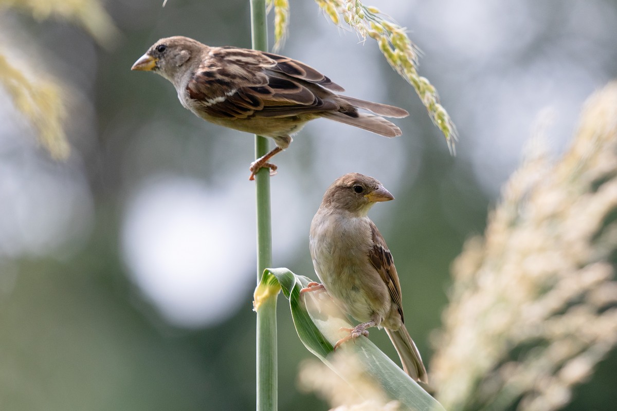 Moineau domestique - ML644370575
