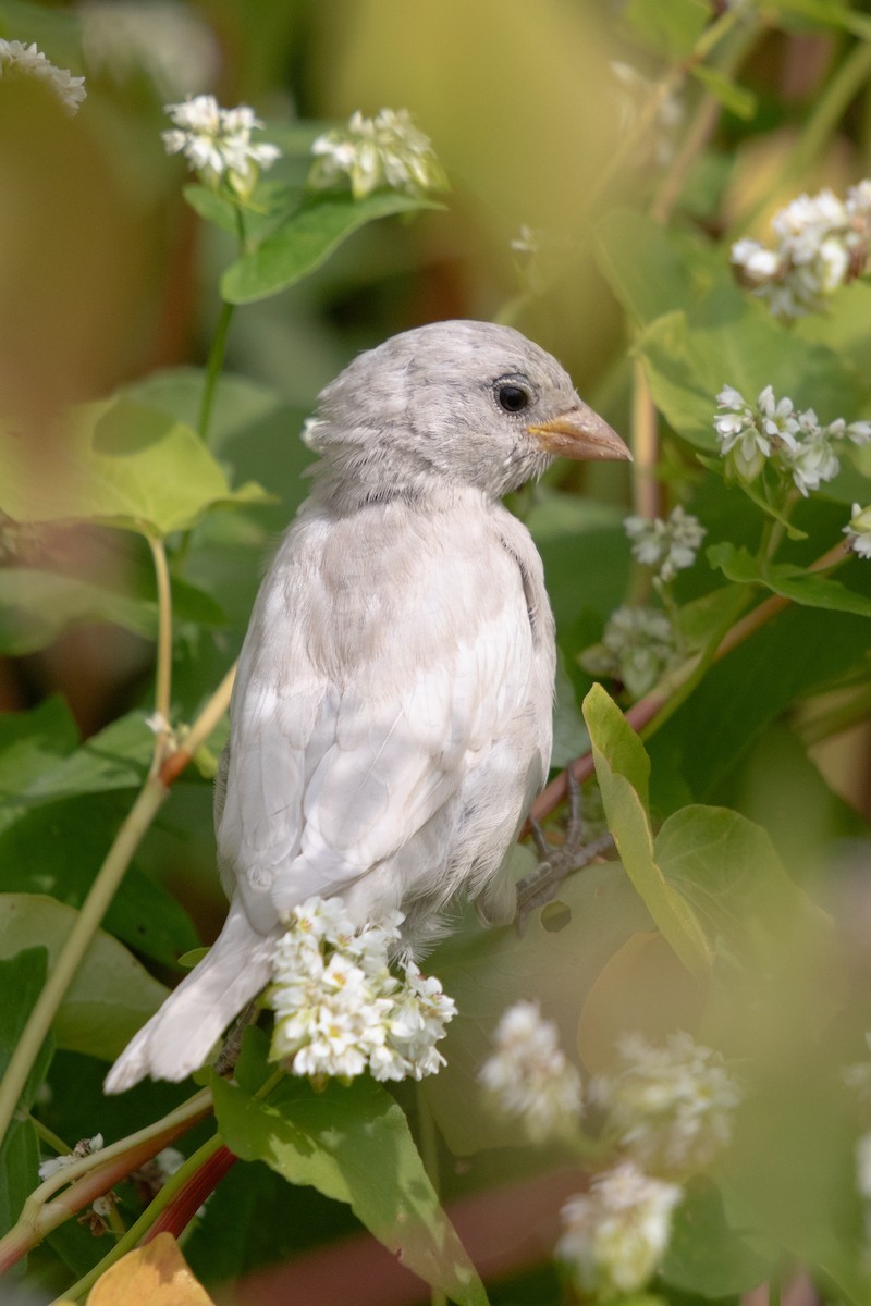 Moineau domestique - ML644370576