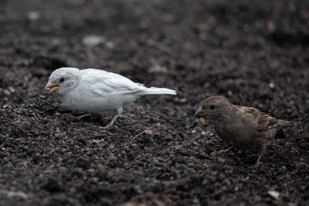 Moineau domestique - ML644370577