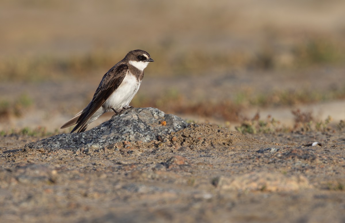 Banded Martin - ML644370583