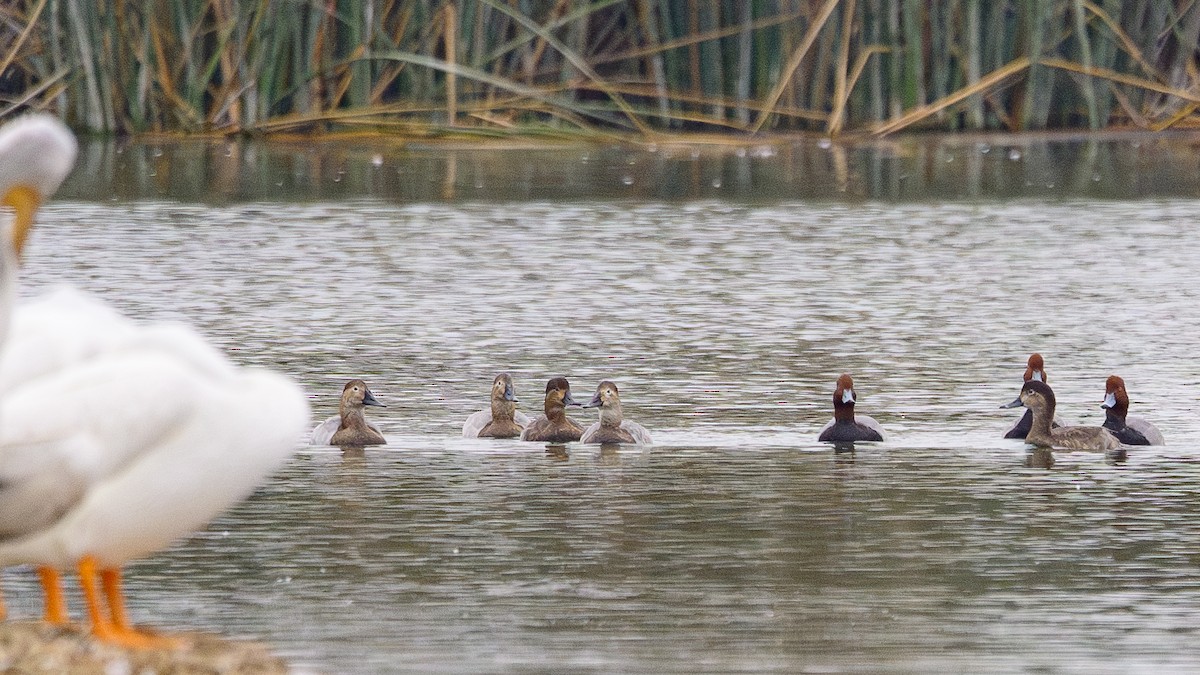 Canvasback - ML644370587
