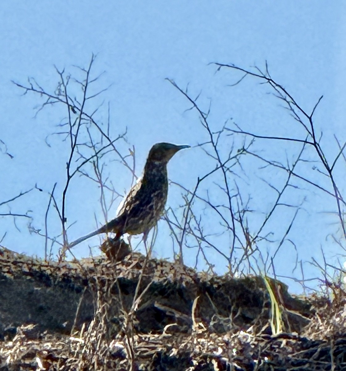 Sage Thrasher - ML644370588