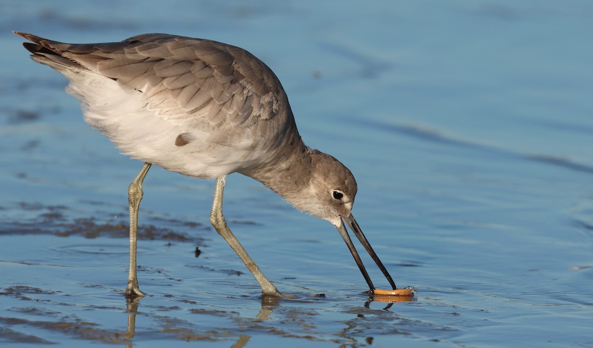 Kuliska erdipalmatua - ML644370595