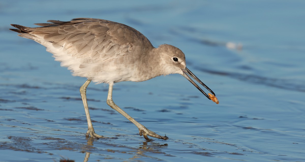 Kuliska erdipalmatua - ML644370596