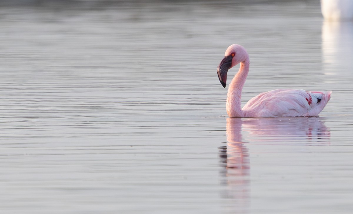 Flamant nain - ML644370598