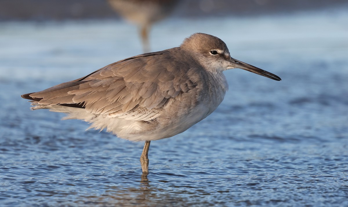 Kuliska erdipalmatua - ML644370605