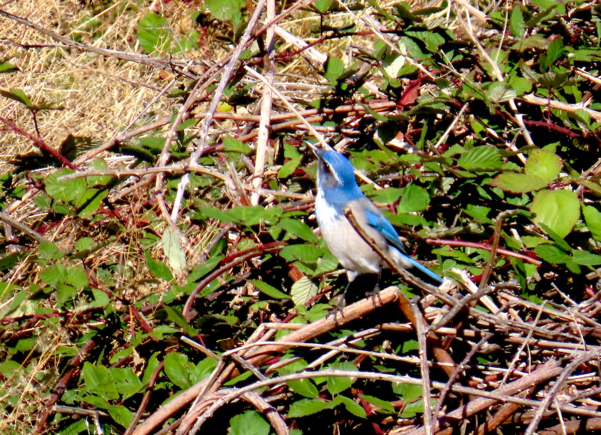 California Scrub-Jay - ML644370620