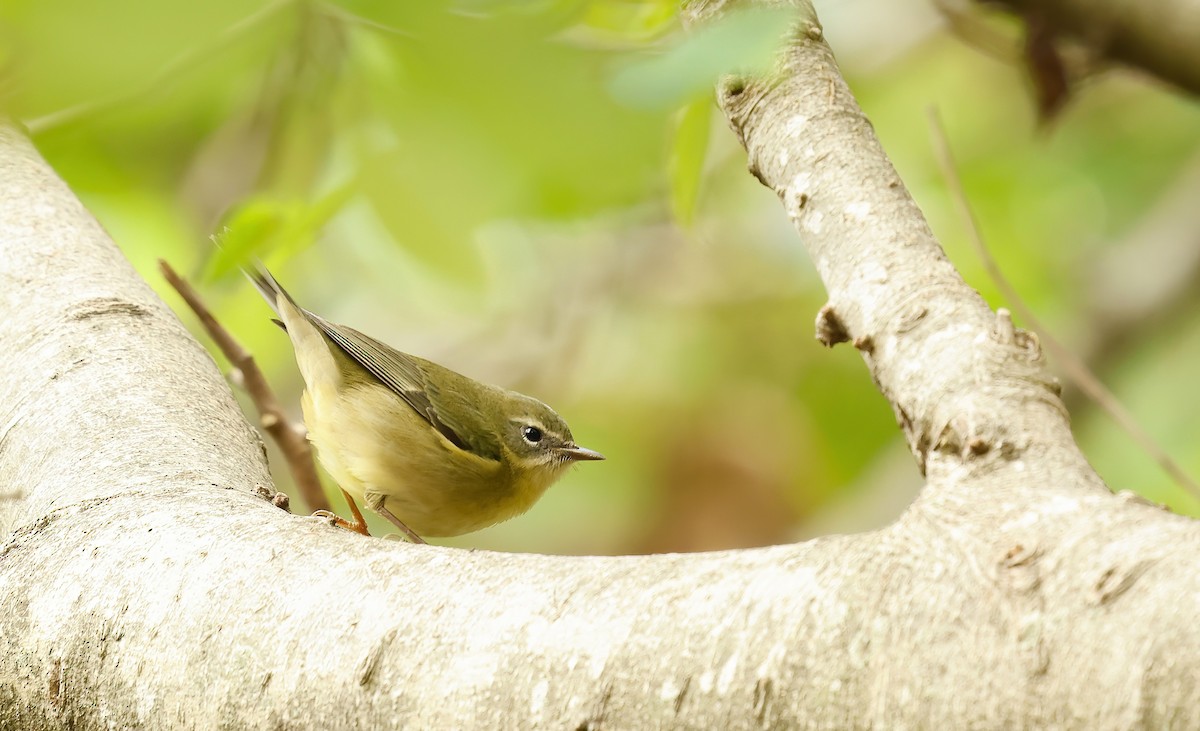Black-throated Blue Warbler - ML644370635