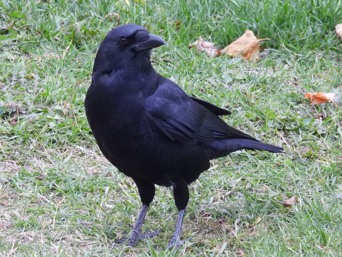 Corneille d'Amérique - ML644370637