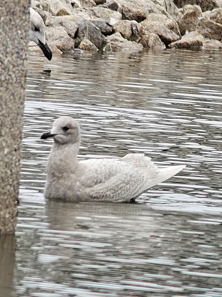 Iceland Gull - ML644370646