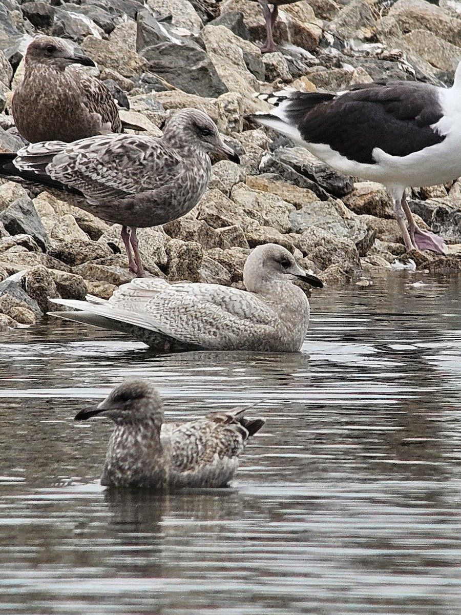 Goéland arctique - ML644370647