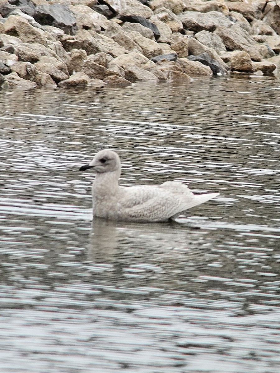 Goéland arctique - ML644370648