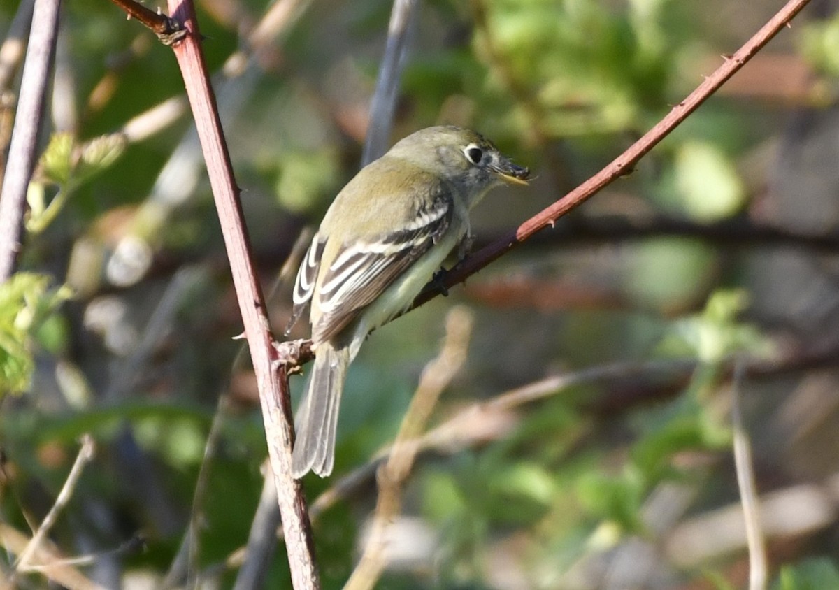 Least Flycatcher - ML644370651