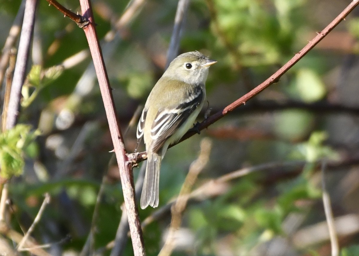 Least Flycatcher - ML644370652