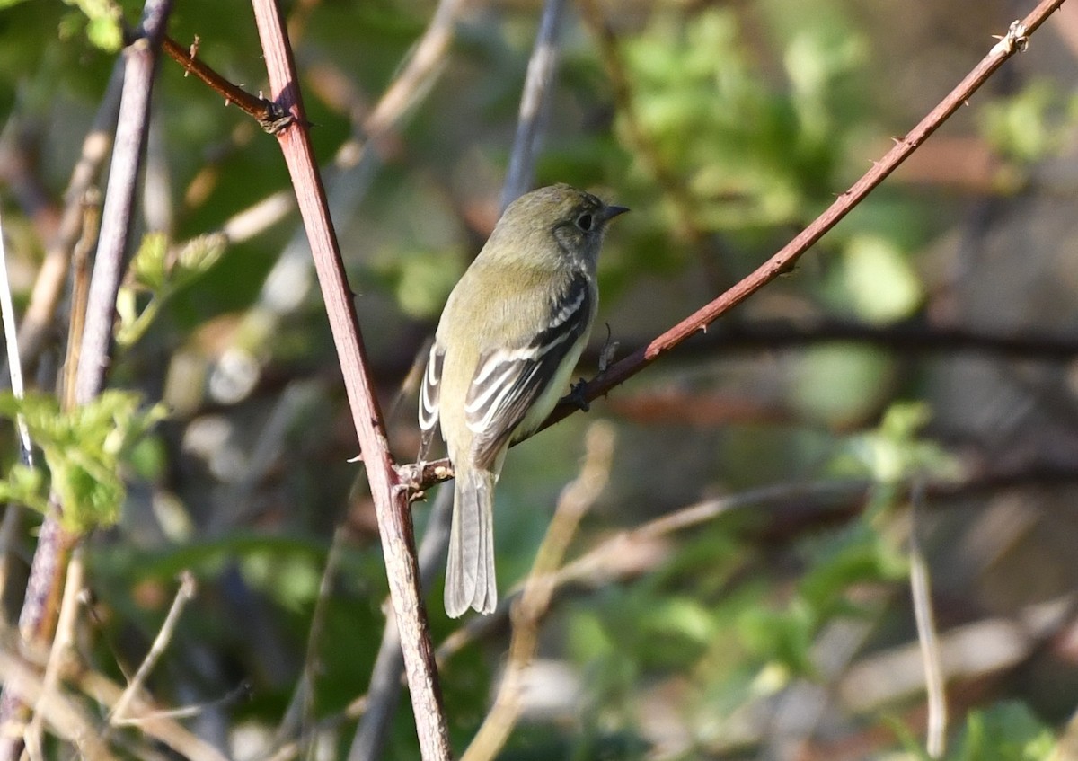Least Flycatcher - ML644370653