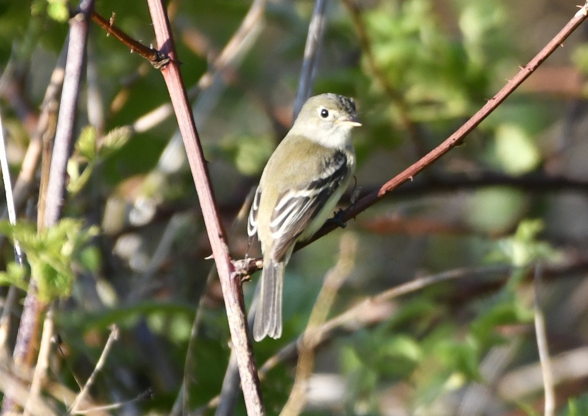 Least Flycatcher - ML644370654