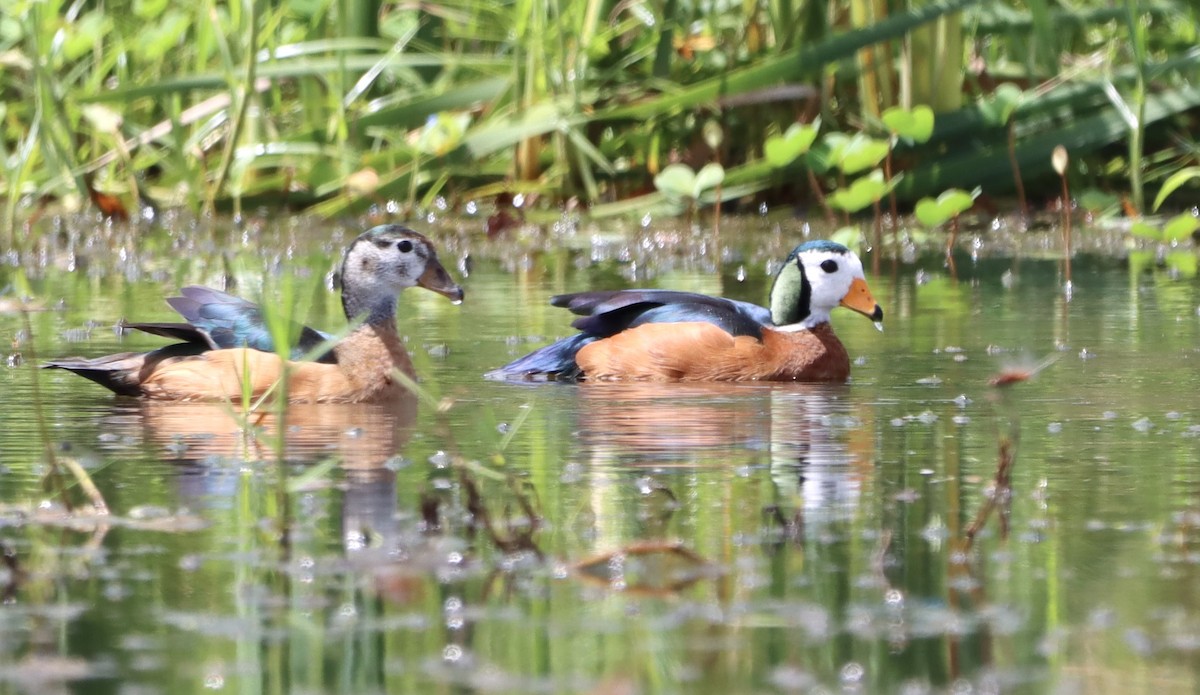 African Pygmy-Goose - ML644370657