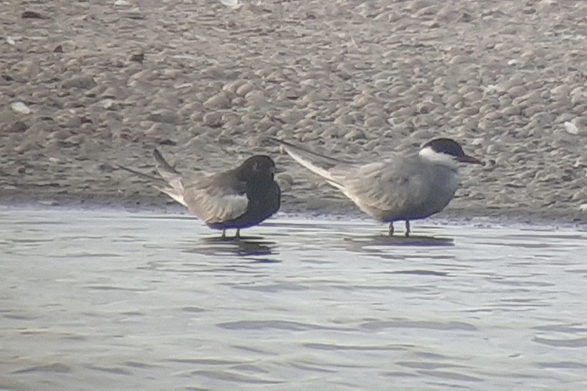 hvitvingesvartterne - ML644370658