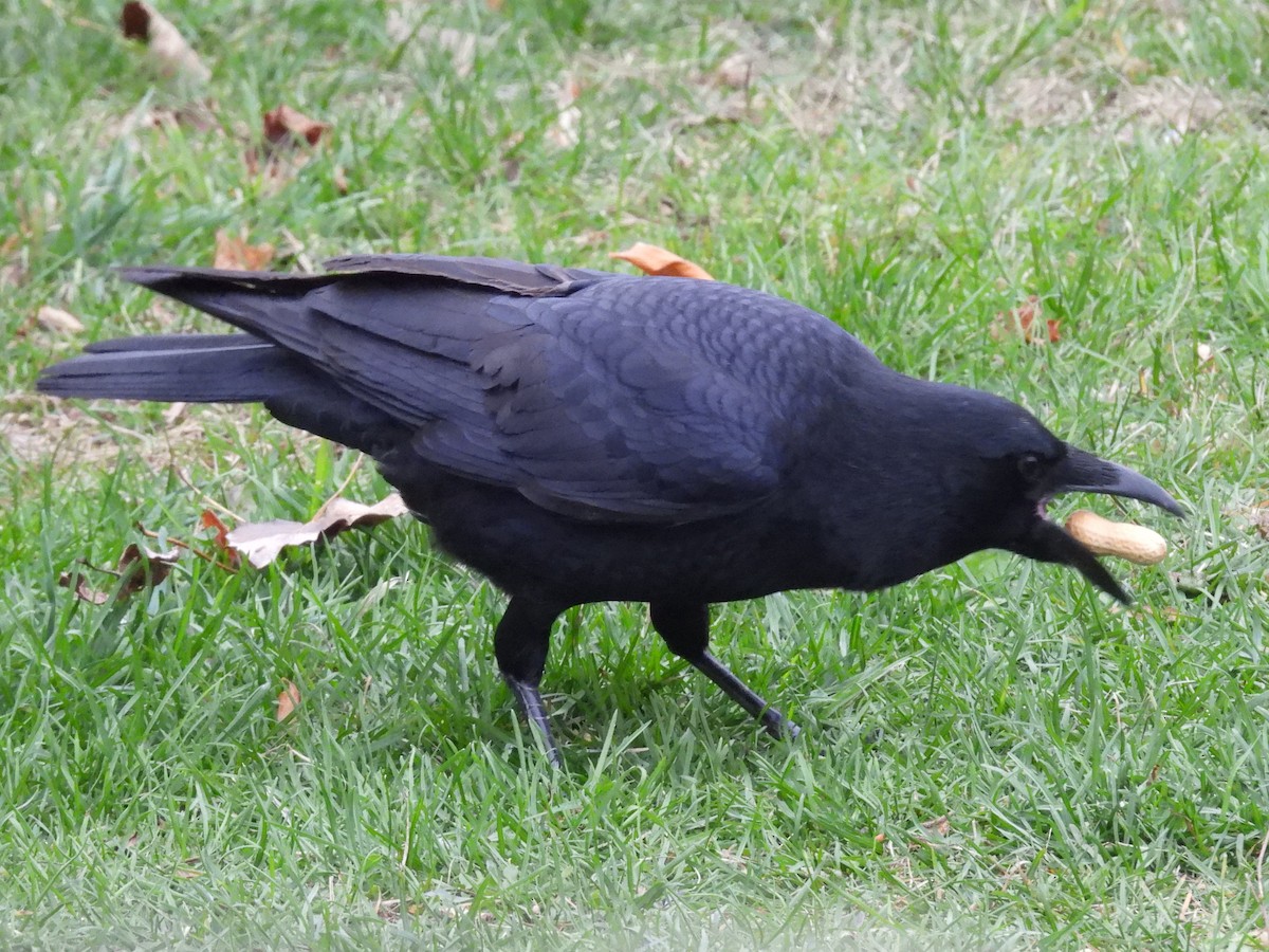 Corneille d'Amérique - ML644370674