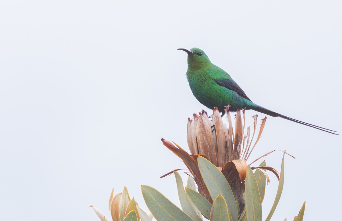 Malachite Sunbird - ML644370689