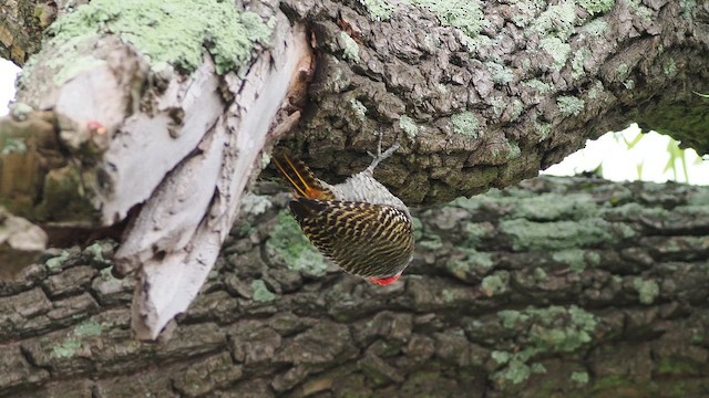 アフリカコゲラ - ML644370699