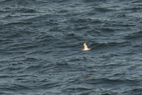 Puffin des Anglais - ML644370701