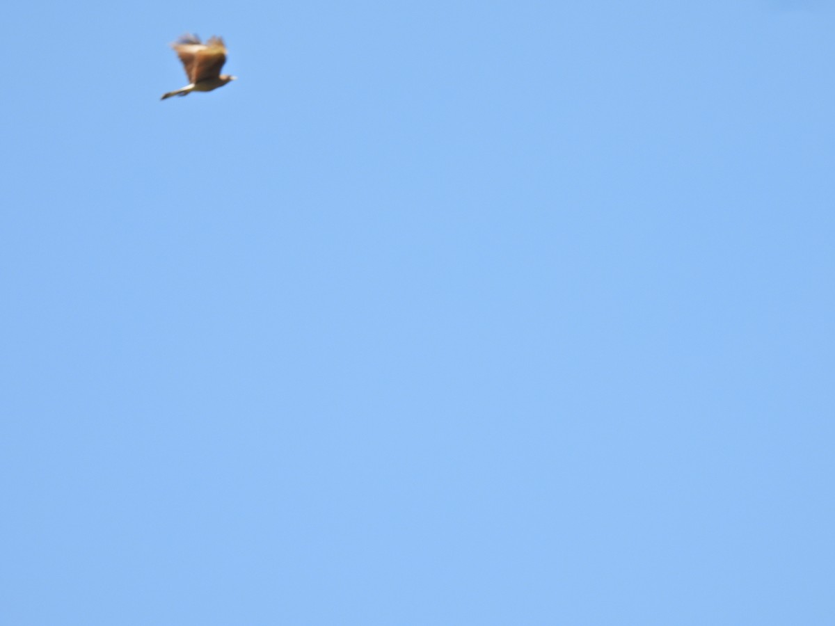 čimango argentinský - ML644370702