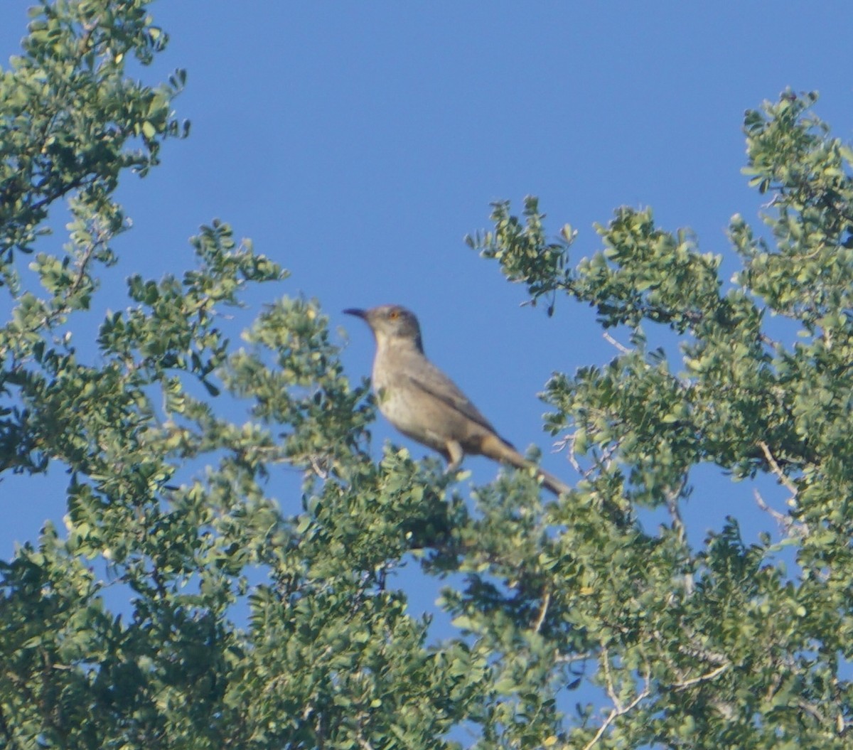 Bendire's Thrasher - ML644370706