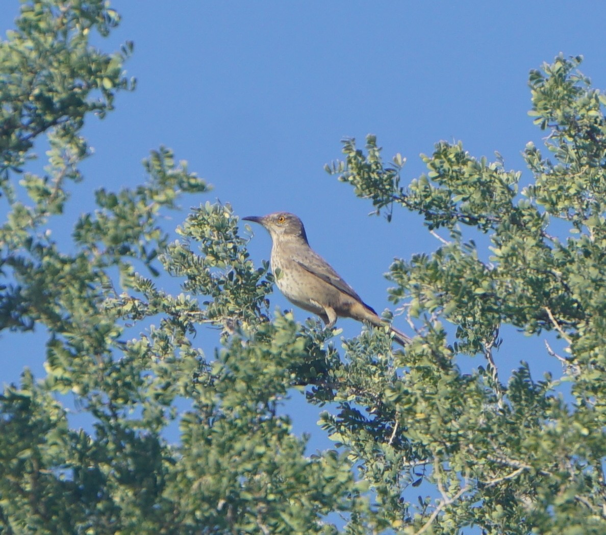 Bendire's Thrasher - ML644370707