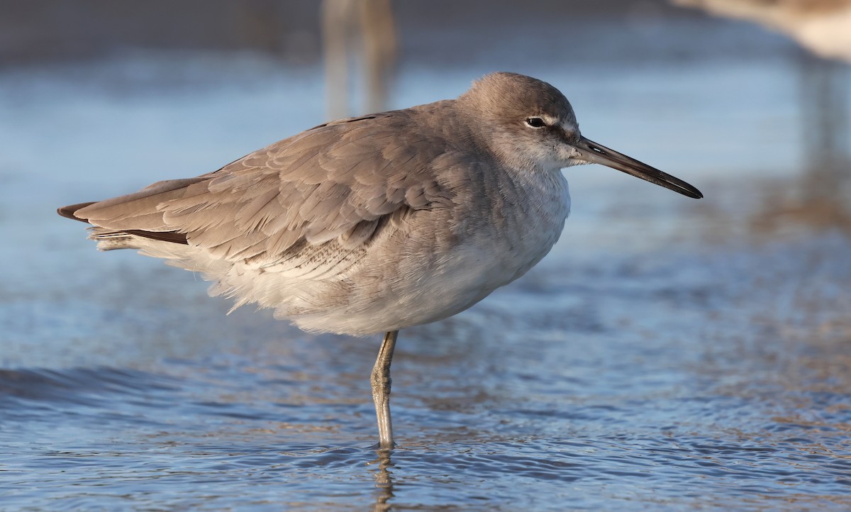 Kuliska erdipalmatua - ML644370708