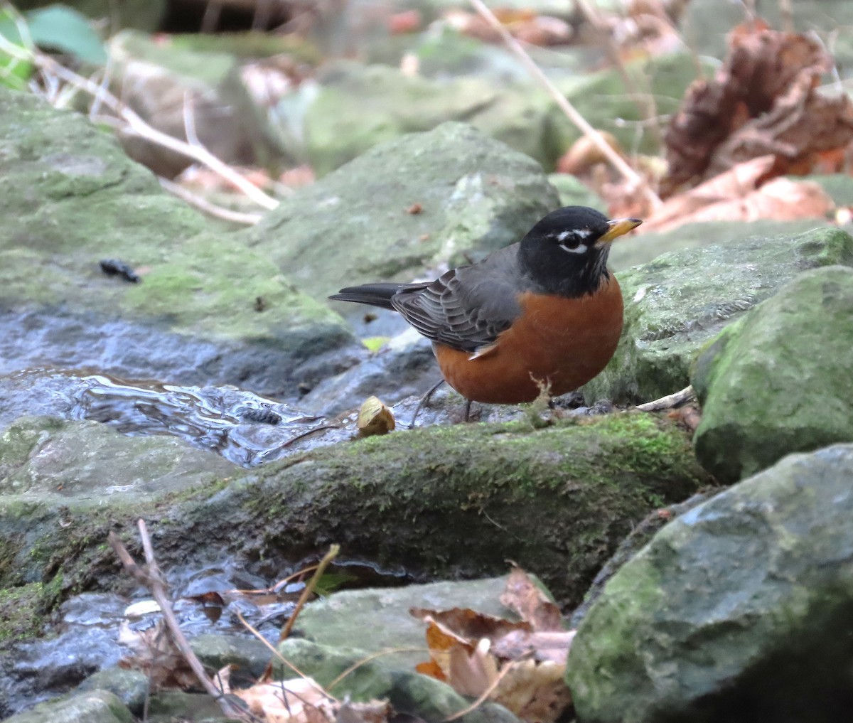 American Robin - ML644370712