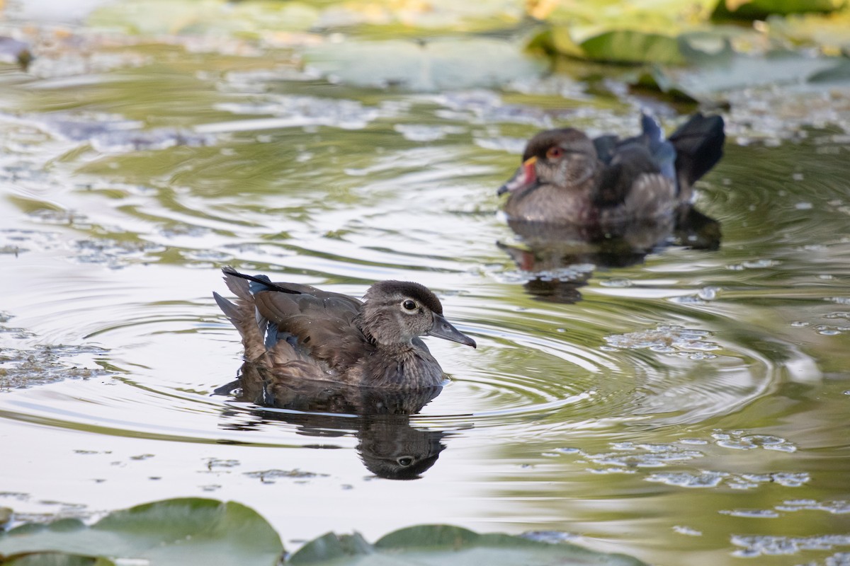 美洲鴛鴦 - ML644370713