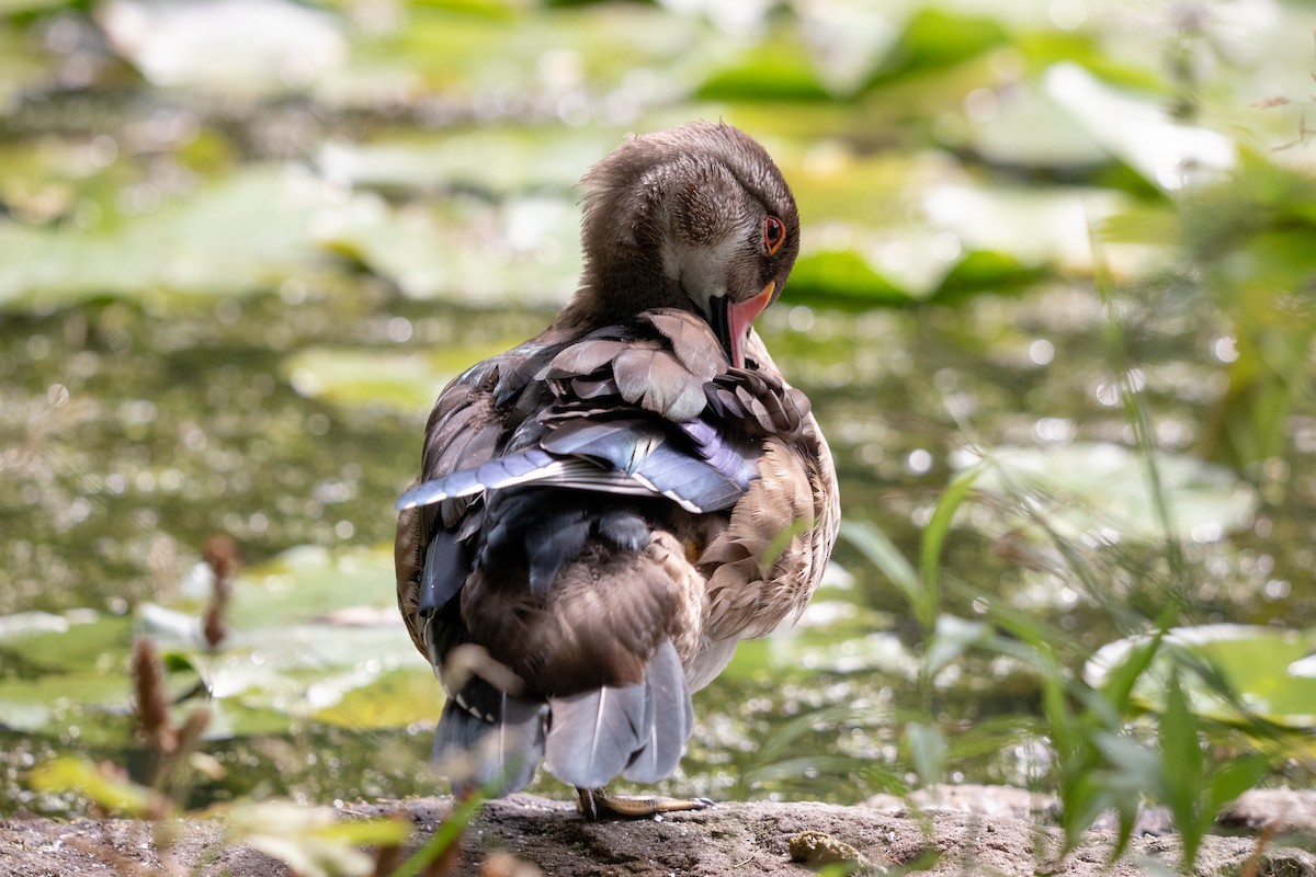 美洲鴛鴦 - ML644370714