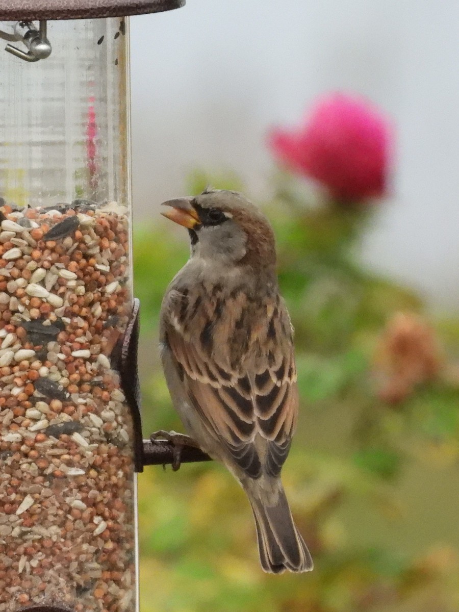 家麻雀 - ML644370715