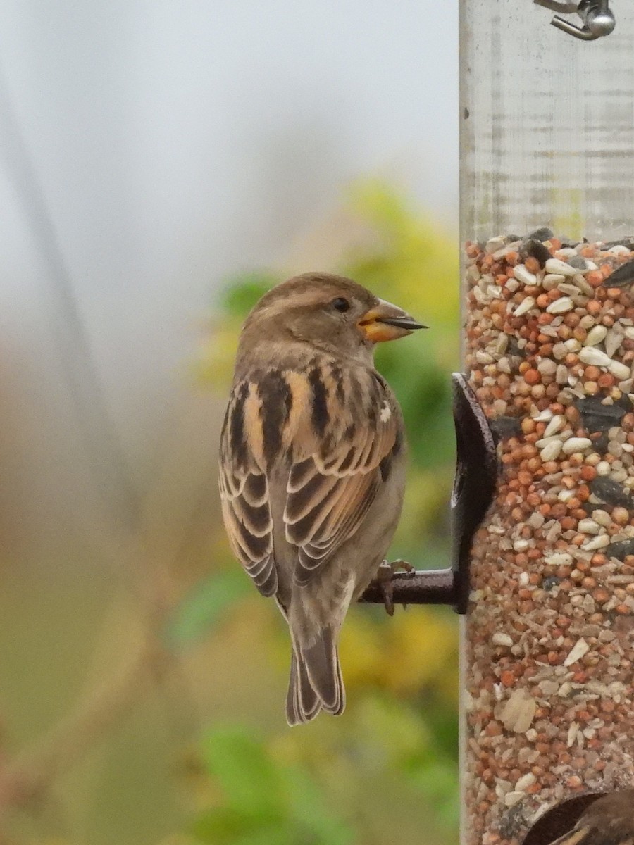 家麻雀 - ML644370716