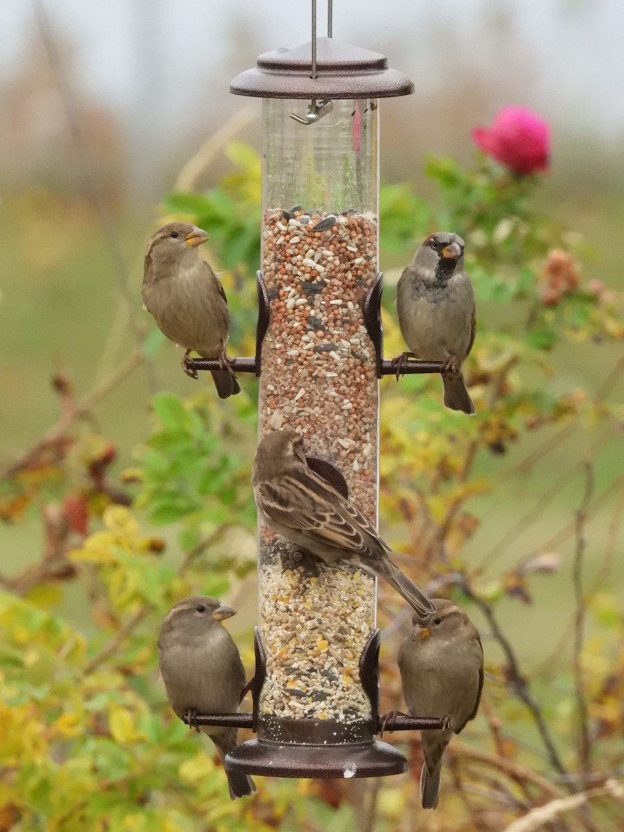 家麻雀 - ML644370717