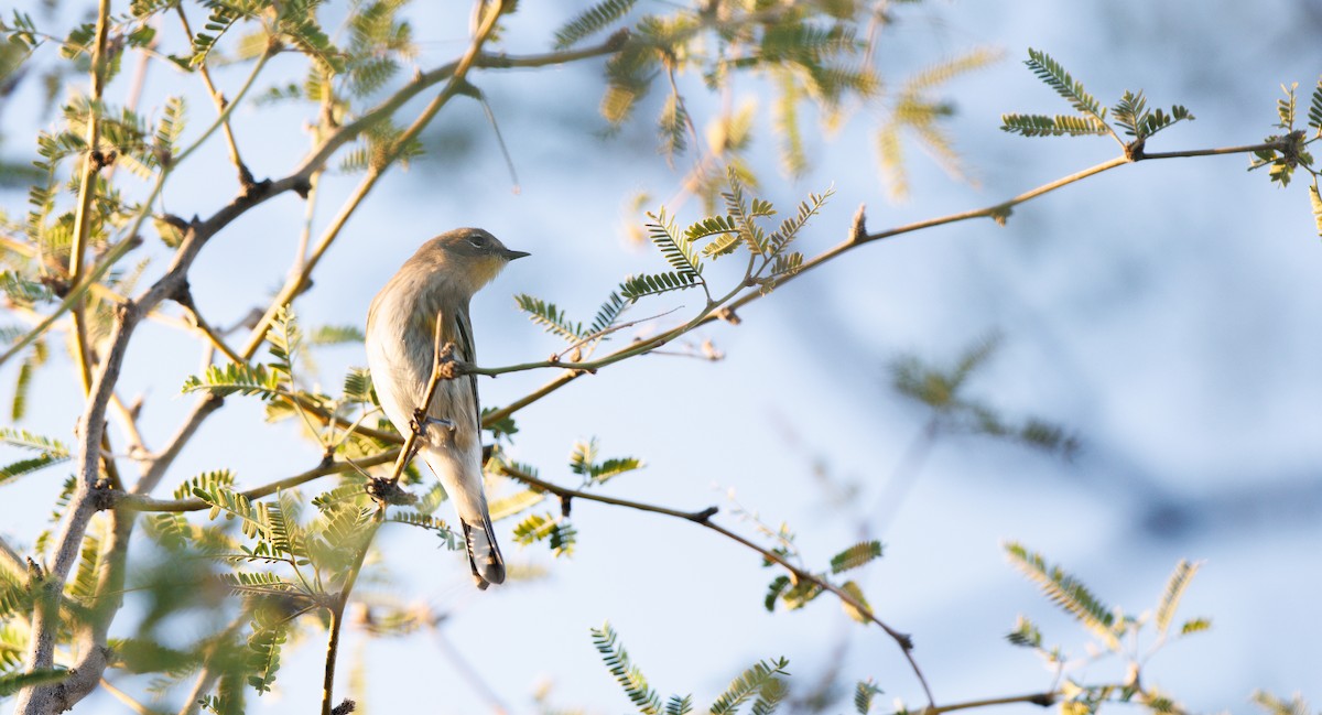 Yellow-rumped Warbler (Audubon's) - ML644370719