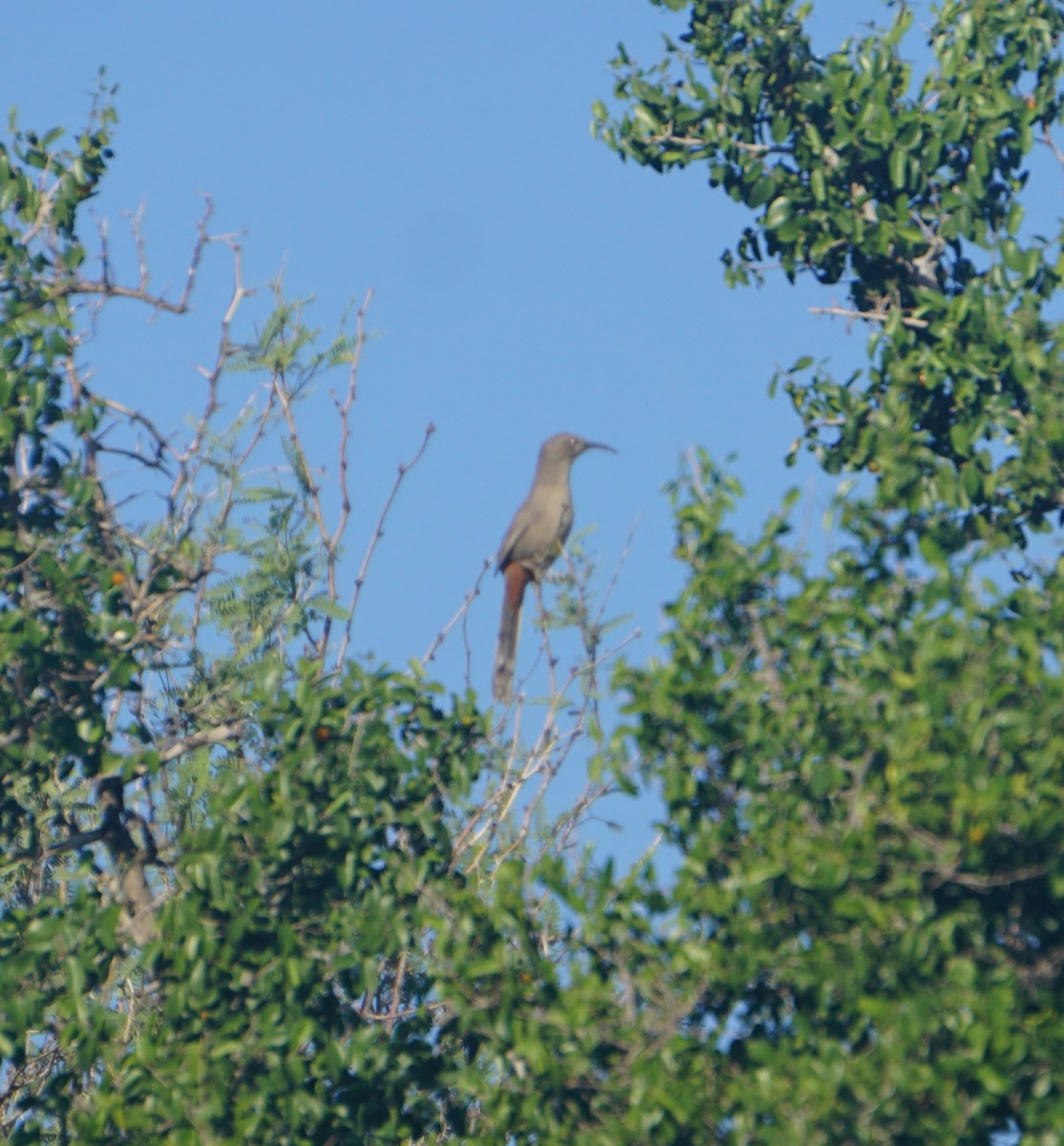 Crissal Thrasher - ML644370723