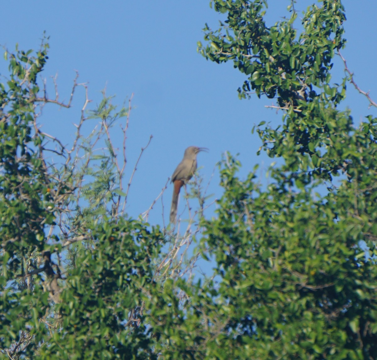 Crissal Thrasher - ML644370724