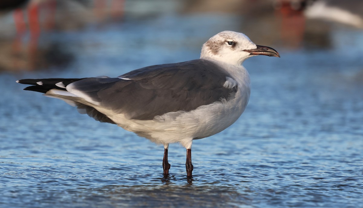 笑鷗 - ML644370725