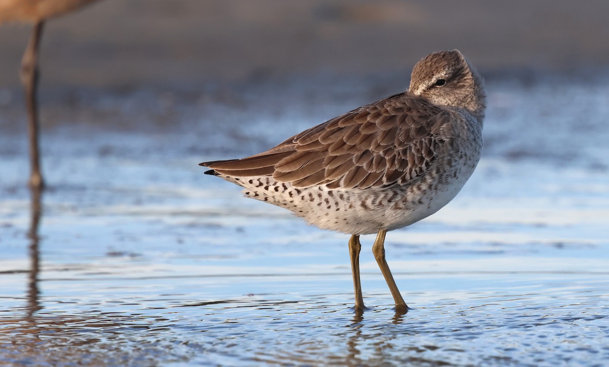 短嘴半蹼鷸 - ML644370729