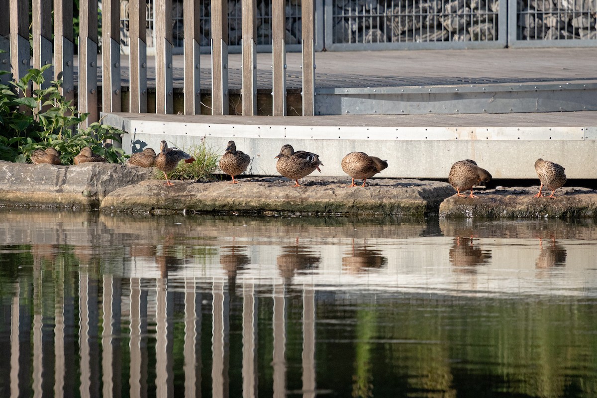 綠頭鴨 - ML644370733