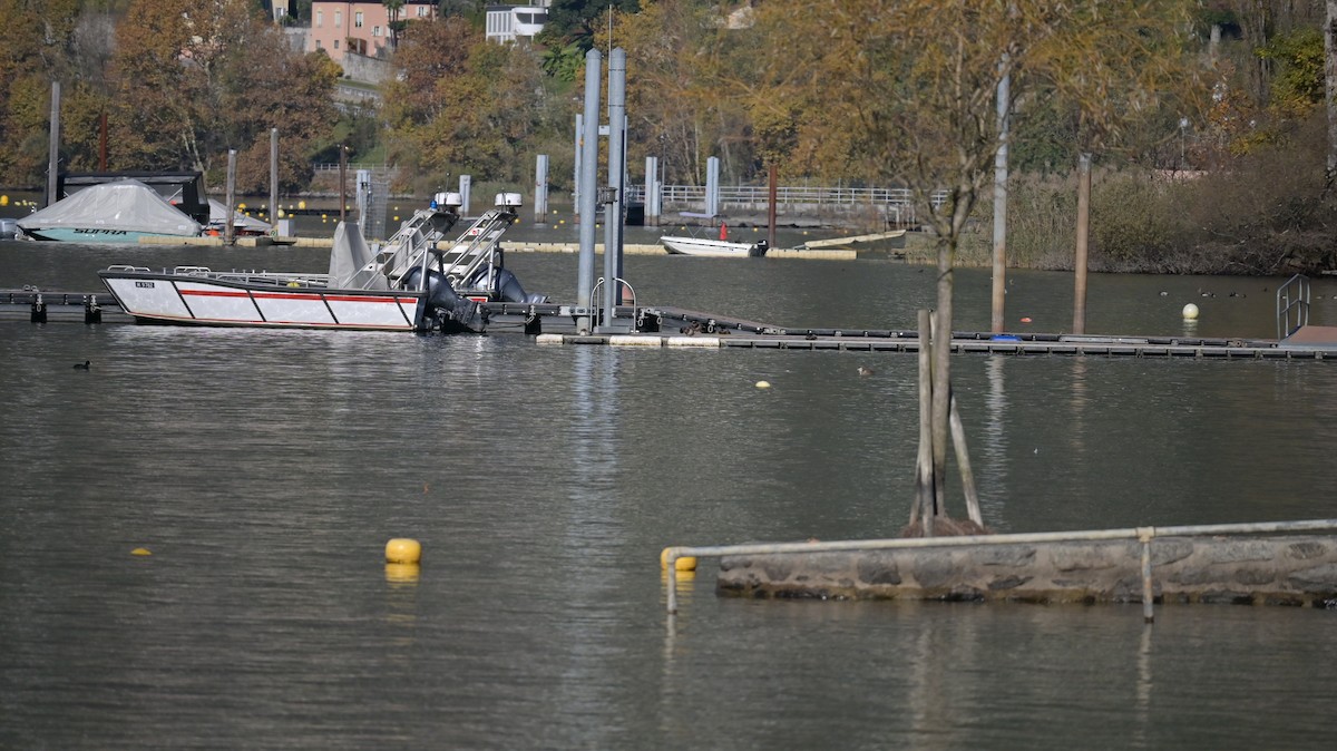 川秋沙 - ML644370750