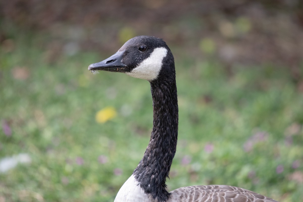 Bernache du Canada - ML644370753