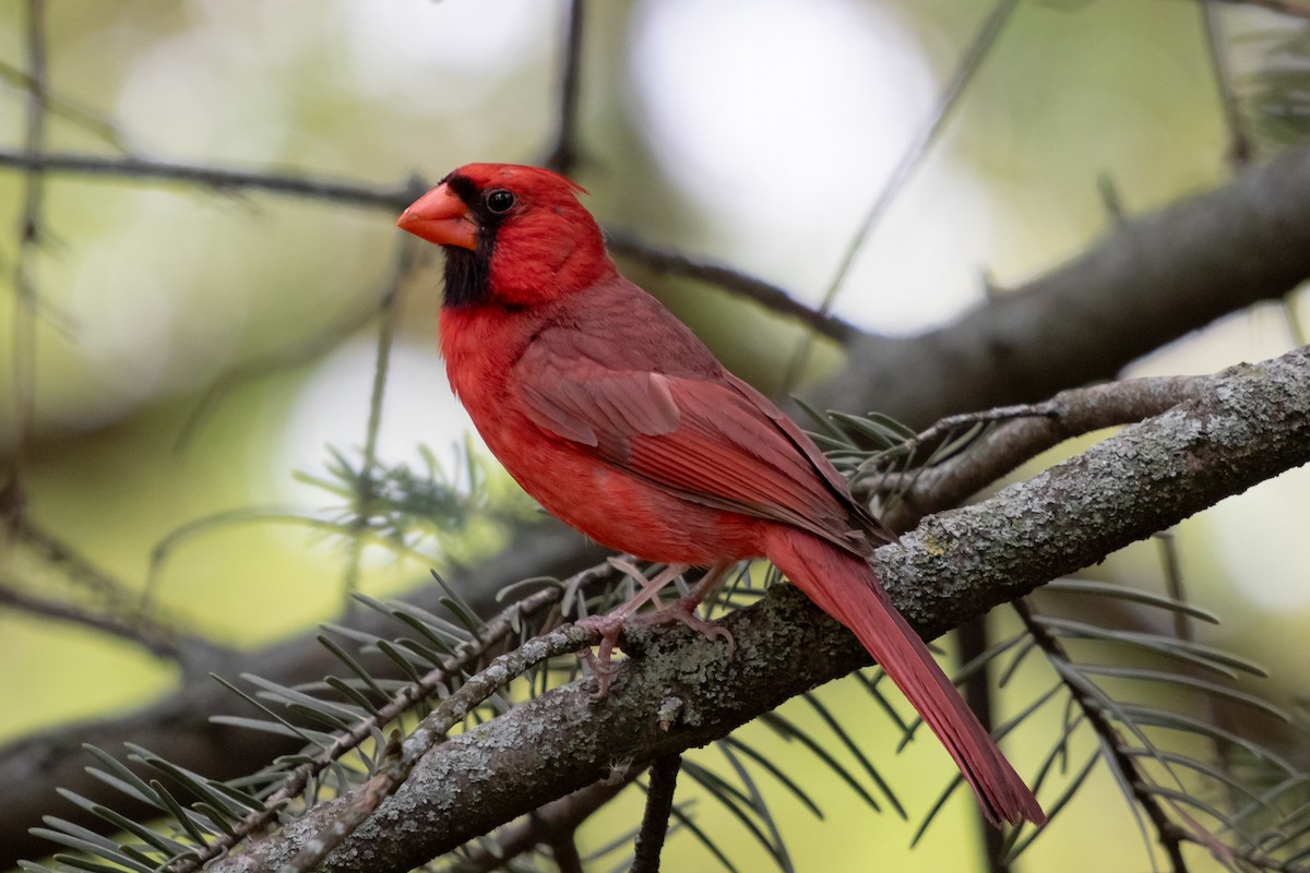 Cardinal rouge - ML644370759