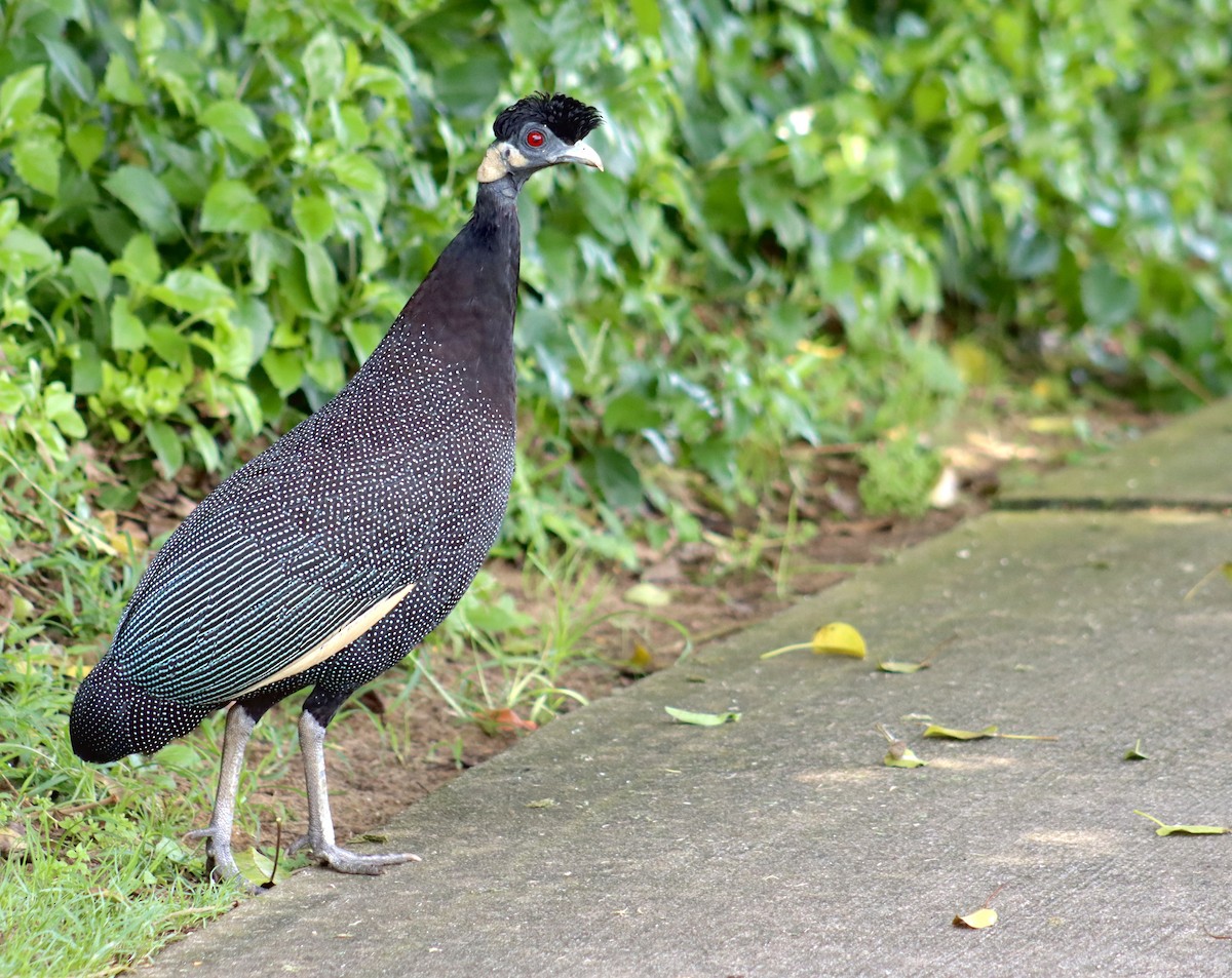 Southern Crested Guineafowl - ML644370760
