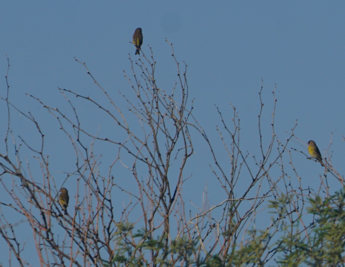 Lawrence's Goldfinch - ML644370761