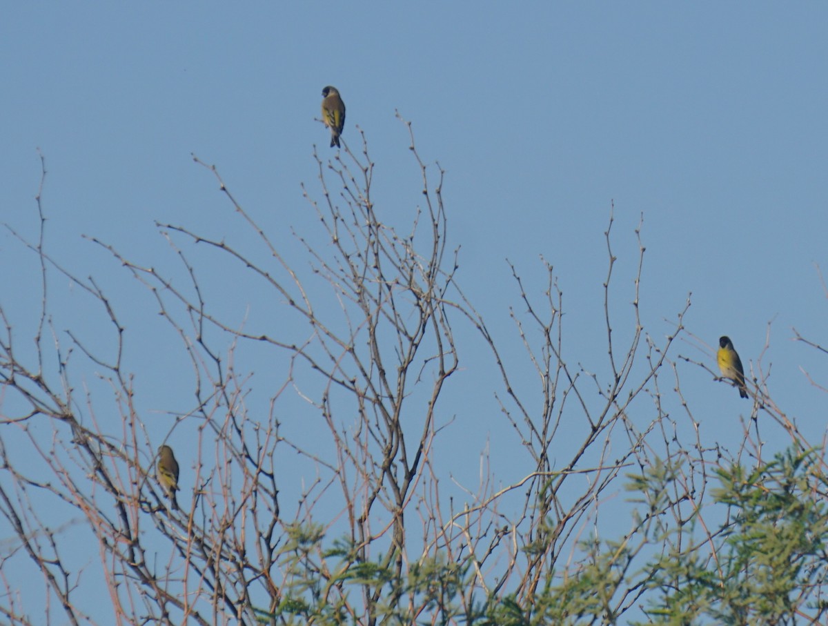 Lawrence's Goldfinch - ML644370762